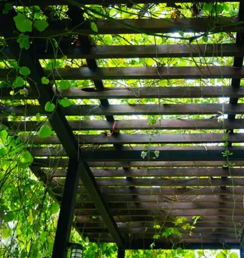 Vista desde interior de pérgola con hiedra Vista desde interior de pérgola con hiedra